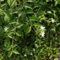 Jasminum auriculatum Vahl